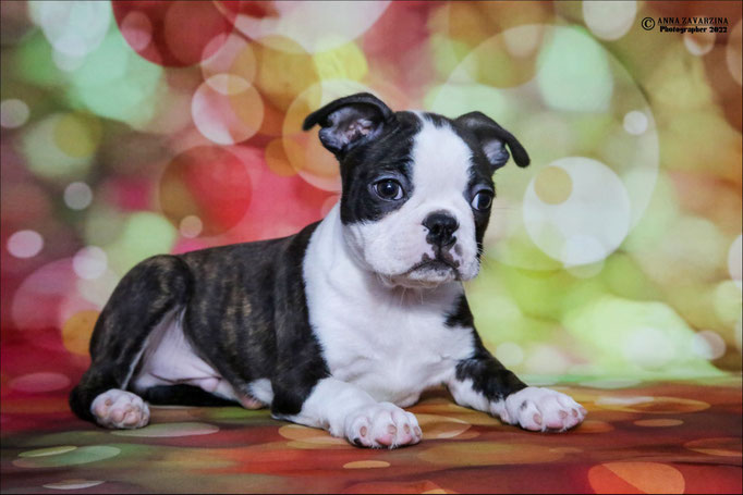 Бостон терьер, бостонский терьер, Boston terrier, щенки бостона, питомник бостон терьеров, Terra Baltika, Терра Балтика