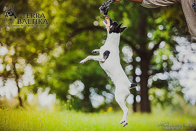 #тойфокстерьер #амертой #террабалтика #toyfoxterrier #terrabaltika #puppies #kennel