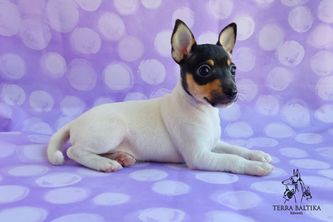Той-фокстерьер, амертой, той-фокс, тфт, американский той-фокстерьер, Toy Fox Terrier, Terra Baltika, Терра Балтика, щенки той-фокстерьера, питомник той-фокстерьер