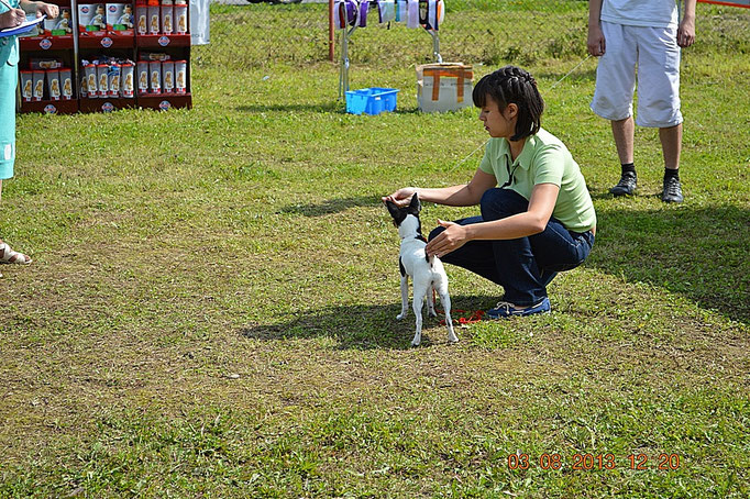 #тойфокстерьер #амертой #террабалтика #toyfoxterrier #terrabaltika #puppies #kennel