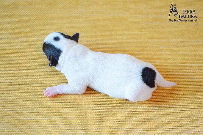 #тойфокстерьер #амертой #террабалтика #toyfoxterrier #terrabaltika #puppies #kennel