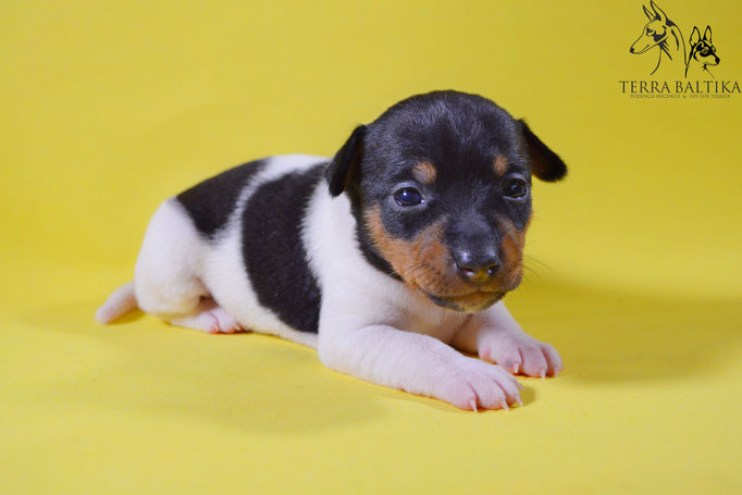 #тойфокстерьер #амертой #террабалтика #toyfoxterrier #terrabaltika #puppies #kennel
