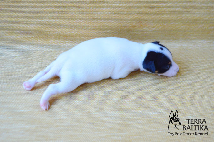 #тойфокстерьер #амертой #террабалтика #toyfoxterrier #terrabaltika #puppies #kennel