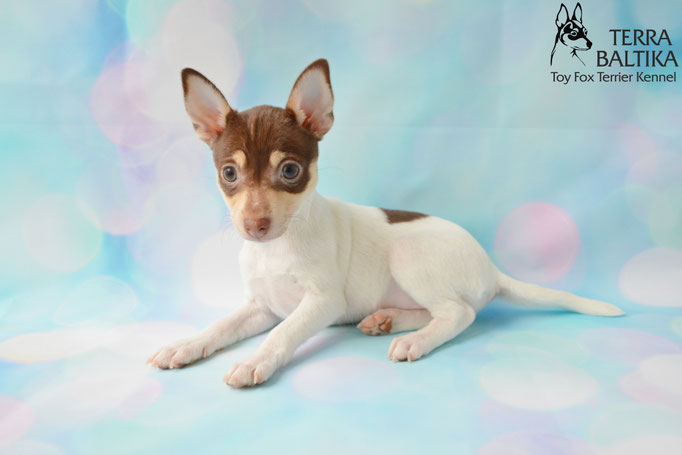 #тойфокстерьер #амертой #террабалтика #toyfoxterrier #terrabaltika #puppies #kennel