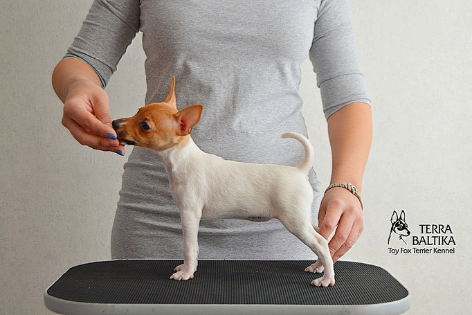 #тойфокстерьер #амертой #террабалтика #toyfoxterrier #terrabaltika #puppies #kennel