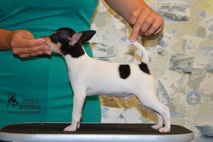 #тойфокстерьер #амертой #террабалтика #toyfoxterrier #terrabaltika #puppies #kennel