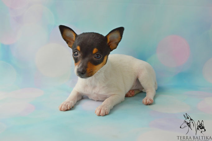 #тойфокстерьер #амертой #террабалтика #toyfoxterrier #terrabaltika #puppies #kennel