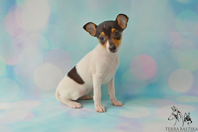 #тойфокстерьер #амертой #террабалтика #toyfoxterrier #terrabaltika #puppies #kennel
