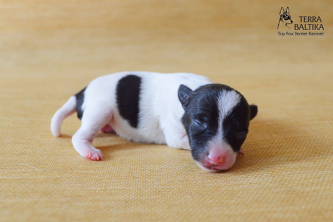 #тойфокстерьер #амертой #террабалтика #toyfoxterrier #terrabaltika #puppies #kennel