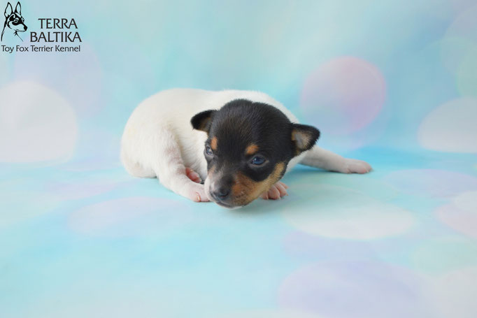 #тойфокстерьер #амертой #террабалтика #toyfoxterrier #terrabaltika #puppies #kennel