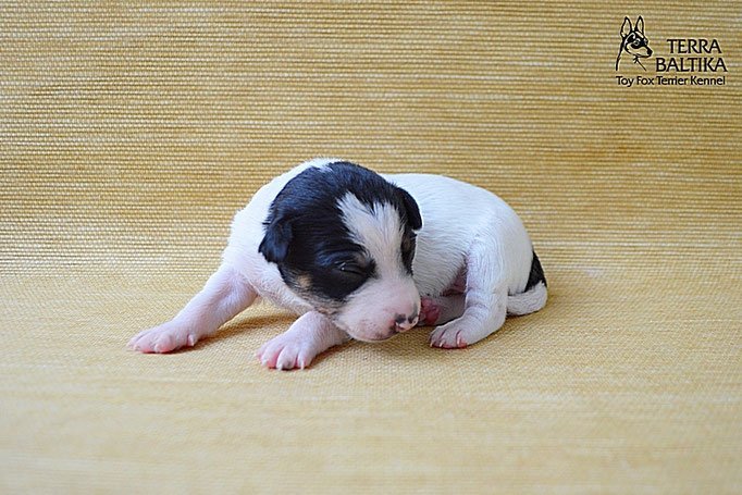 #тойфокстерьер #амертой #террабалтика #toyfoxterrier #terrabaltika #puppies #kennel