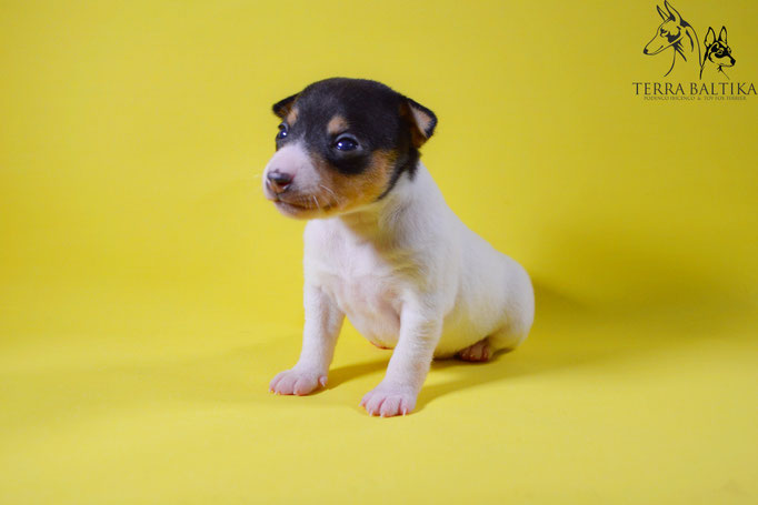 #тойфокстерьер #амертой #террабалтика #toyfoxterrier #terrabaltika #puppies #kennel