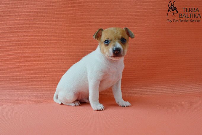 той-фокстерьер, той-фокс, амертой, американский той-фокстерьер, toy fox terrier, terra baltika, терра балтика
