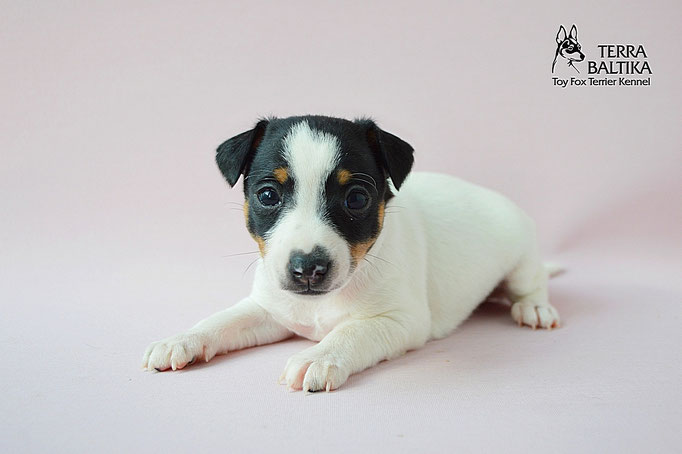 #тойфокстерьер #амертой #террабалтика #toyfoxterrier #terrabaltika #puppies #kennel