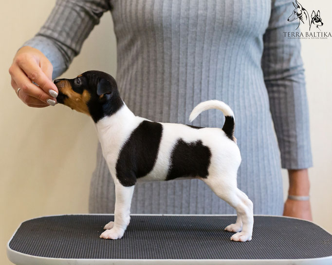 #тойфокстерьер #амертой #террабалтика #toyfoxterrier #terrabaltika #puppies #kennel
