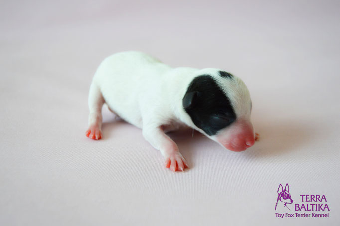 #тойфокстерьер #амертой #террабалтика #toyfoxterrier #terrabaltika #puppies #kennel