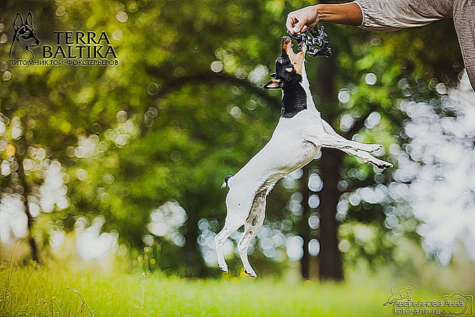 #тойфокстерьер #амертой #террабалтика #toyfoxterrier #terrabaltika #puppies #kennel