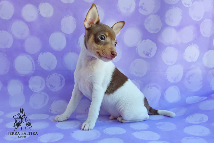 Той-фокстерьер, амертой, той-фокс, тфт, американский той-фокстерьер, Toy Fox Terrier, Terra Baltika, Терра Балтика, щенки той-фокстерьера, питомник той-фокстерьер