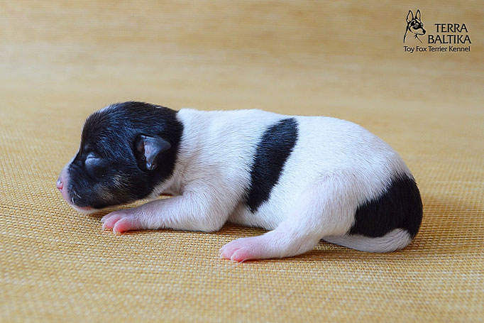 #тойфокстерьер #амертой #террабалтика #toyfoxterrier #terrabaltika #puppies #kennel