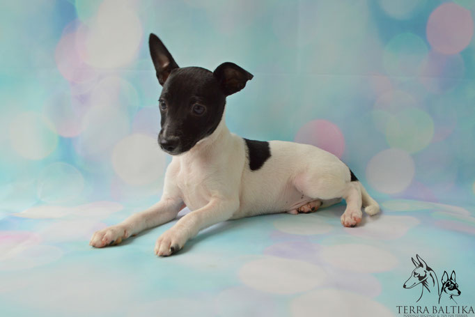 #тойфокстерьер #амертой #террабалтика #toyfoxterrier #terrabaltika #puppies #kennel