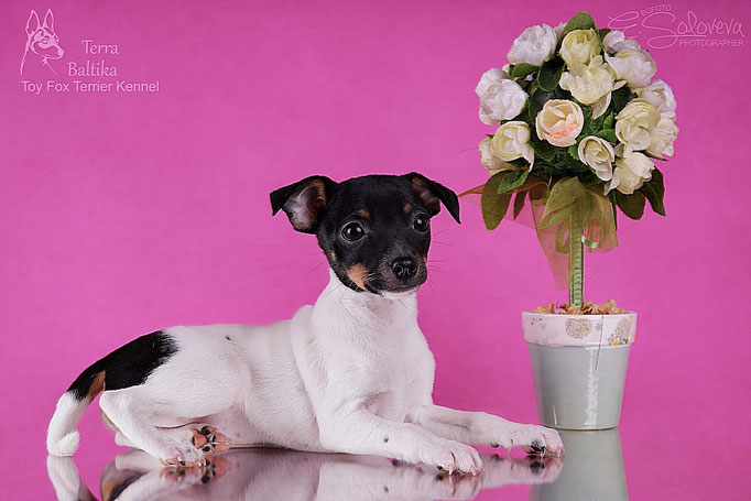 #тойфокстерьер #амертой #террабалтика #toyfoxterrier #terrabaltika #puppies #kennel