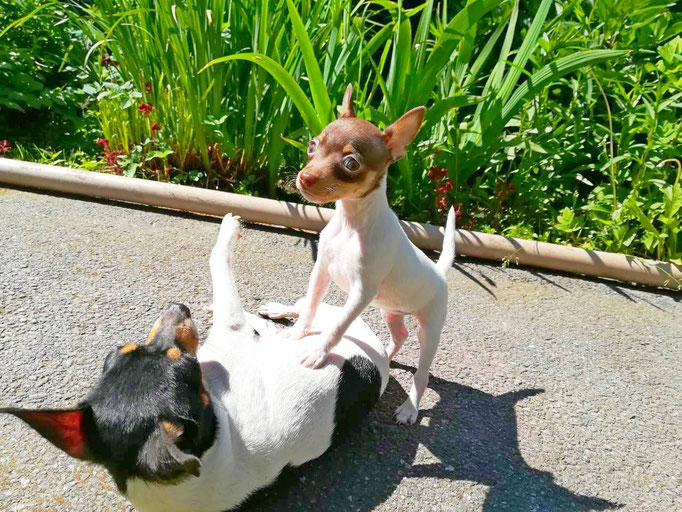 #тойфокстерьер #амертой #террабалтика #toyfoxterrier #terrabaltika #puppies #kennel
