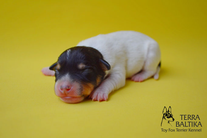 #тойфокстерьер #амертой #террабалтика #toyfoxterrier #terrabaltika #puppies #kennel #маленькаясобака #минипорода #маленькаяпородасобак #собачканамаленькихножках #американскийтойфокстерьер #тойфокс #americantoyfoxterrier
