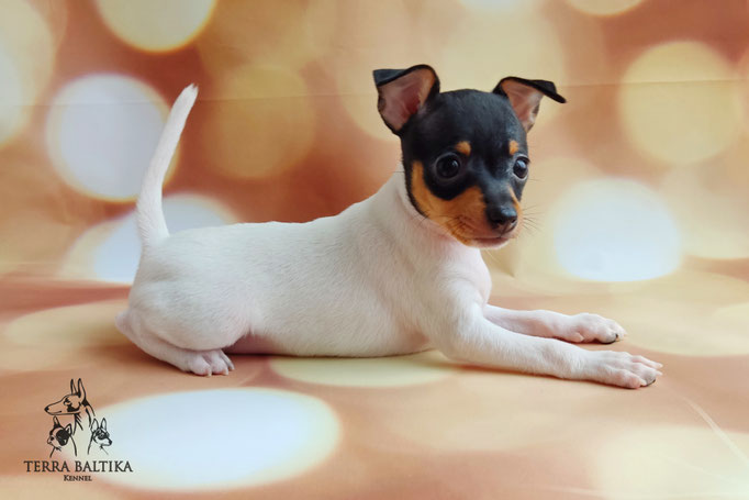 Той-фокстерьер, той-фокс, амертой, тфт, американский той-фокстерьер, Toy fox Terrier