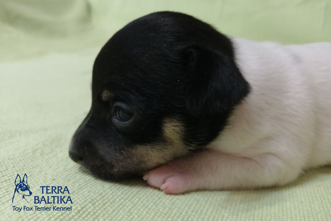 #тойфокстерьер #амертой #террабалтика #toyfoxterrier #terrabaltika #puppies #kennel #маленькаясобака #минипорода #маленькаяпородасобак #собачканамаленькихножках #американскийтойфокстерьер #тойфокс #americantoyfoxterrier