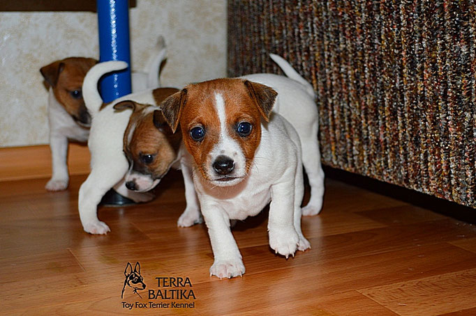 #тойфокстерьер #амертой #террабалтика #toyfoxterrier #terrabaltika #puppies #kennel