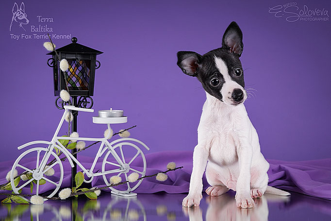 #тойфокстерьер #амертой #террабалтика #toyfoxterrier #terrabaltika #puppies #kennel