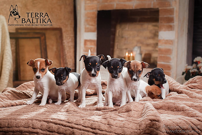 #тойфокстерьер #амертой #террабалтика #toyfoxterrier #terrabaltika #puppies #kennel