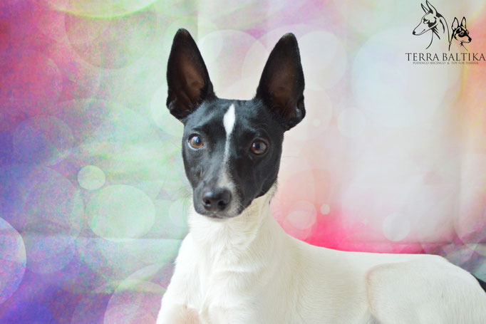 #тойфокстерьер #амертой #террабалтика #toyfoxterrier #terrabaltika #puppies #kennel