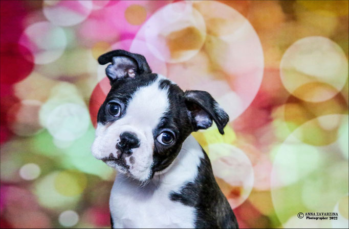 Бостон терьер, бостонский терьер, Boston terrier, щенки бостона, питомник бостон терьеров, Terra Baltika, Терра Балтика