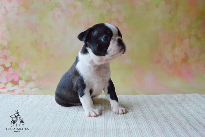 бостон терьер, бостонский терьер, boston terrier, бостон, щенки бостона, питомник бостонов