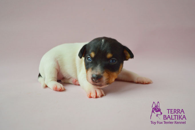 #тойфокстерьер #амертой #террабалтика #toyfoxterrier #terrabaltika #puppies #kennel #маленькаясобака #минипорода #маленькаяпородасобак #собачканамаленькихножках #американскийтойфокстерьер #тойфокс #americantoyfoxterrier