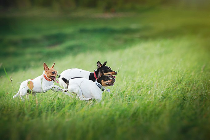 #тойфокстерьер #амертой #террабалтика #toyfoxterrier #terrabaltika #puppies #kennel