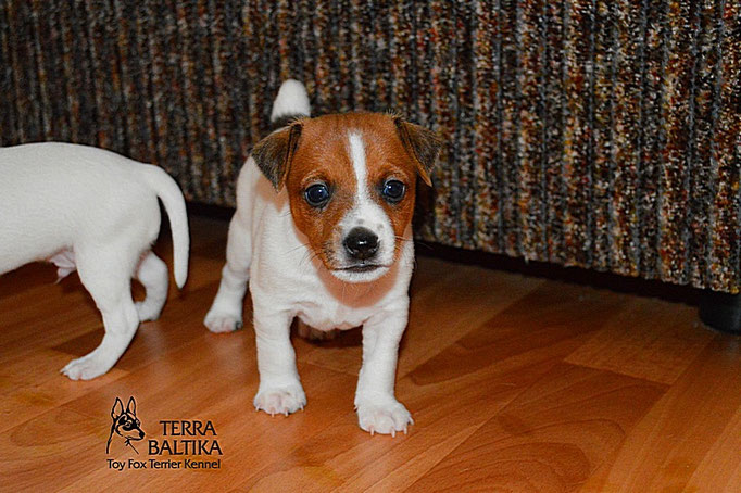 #тойфокстерьер #амертой #террабалтика #toyfoxterrier #terrabaltika #puppies #kennel