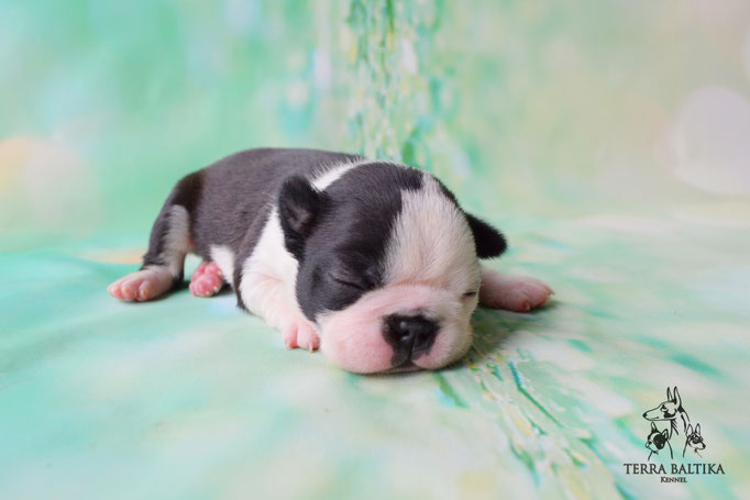 бостон терьер, бостонский терьер, boston terrier, бостон, щенки бостона, питомник бостонов