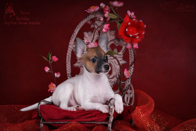 #тойфокстерьер #амертой #террабалтика #toyfoxterrier #terrabaltika #puppies #kennel
