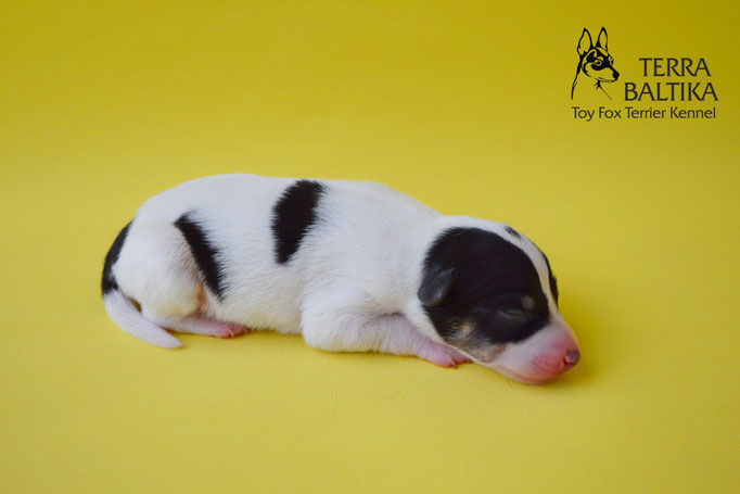 #тойфокстерьер #амертой #террабалтика #toyfoxterrier #terrabaltika #puppies #kennel #маленькаясобака #минипорода #маленькаяпородасобак #собачканамаленькихножках #американскийтойфокстерьер #тойфокс #americantoyfoxterrier