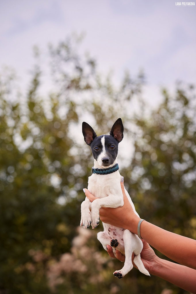 #тойфокстерьер #амертой #террабалтика #toyfoxterrier #terrabaltika #puppies #kennel