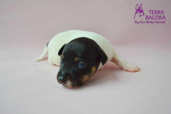 #тойфокстерьер #амертой #террабалтика #toyfoxterrier #terrabaltika #puppies #kennel #маленькаясобака #минипорода #маленькаяпородасобак #собачканамаленькихножках #американскийтойфокстерьер #тойфокс #americantoyfoxterrier