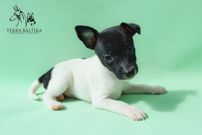 #тойфокстерьер #амертой #террабалтика #toyfoxterrier #terrabaltika #puppies #kennel