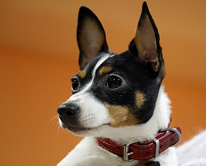 #тойфокстерьер #амертой #террабалтика #toyfoxterrier #terrabaltika #puppies #kennel