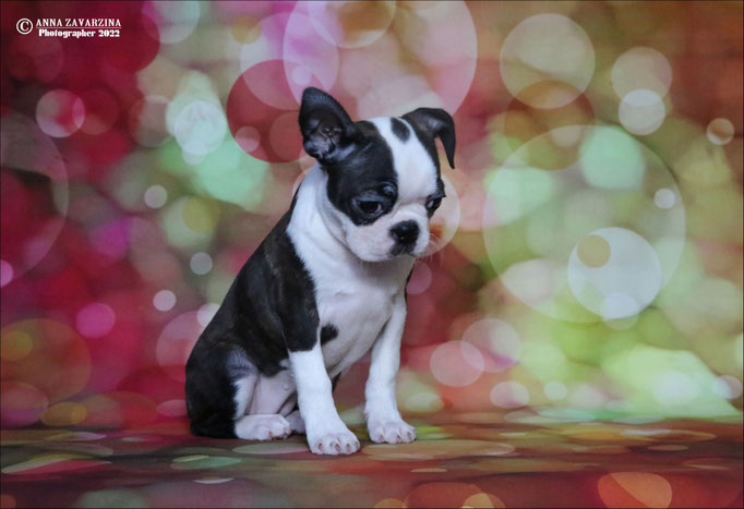 Бостон терьер, бостонский терьер, Boston terrier, щенки бостона, питомник бостон терьеров, Terra Baltika, Терра Балтика