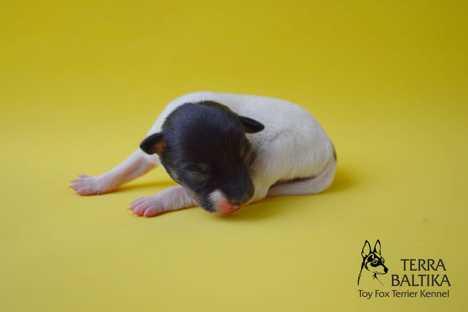 #тойфокстерьер #амертой #террабалтика #toyfoxterrier #terrabaltika #puppies #kennel #маленькаясобака #минипорода #маленькаяпородасобак #собачканамаленькихножках #американскийтойфокстерьер #тойфокс #americantoyfoxterrier