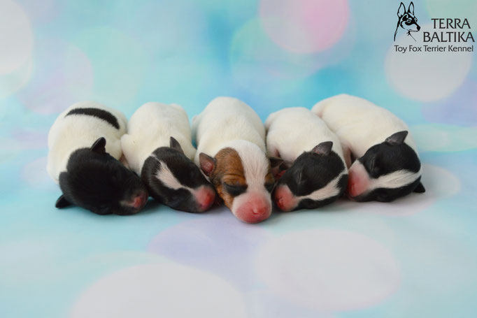 #тойфокстерьер #амертой #террабалтика #toyfoxterrier #terrabaltika #puppies #kennel