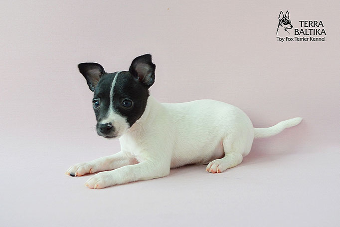 #тойфокстерьер #амертой #террабалтика #toyfoxterrier #terrabaltika #puppies #kennel
