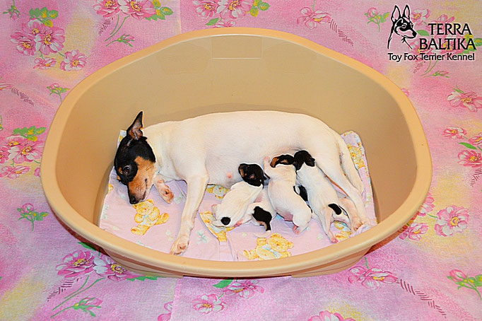 #тойфокстерьер #амертой #террабалтика #toyfoxterrier #terrabaltika #puppies #kennel